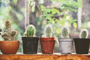 cactuses on window sill