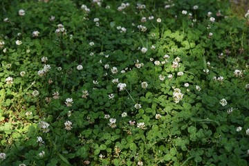 Obraz na płótnie Canvas White clover / Trifolium repens