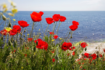 Fototapeta na wymiar Blooming red poppy flowers against blue seawater.