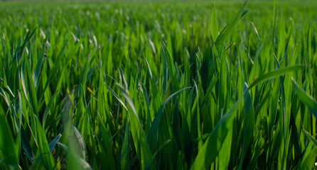 Fototapeta premium Green grass timothy-grass on a white background