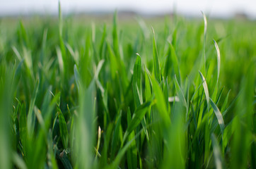 Green grass timothy-grass on a white background