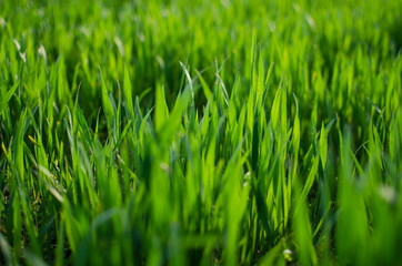 Green grass stem growing outdoors