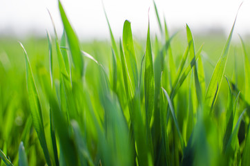 Green grass timothy-grass on a white background