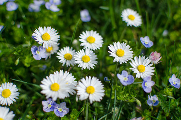 Soft white daisies bloom in summer