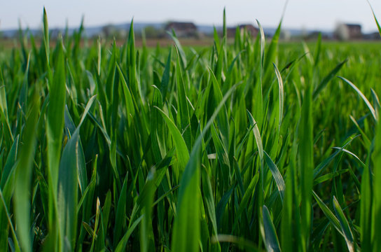 Green grass timothy-grass on a white background
