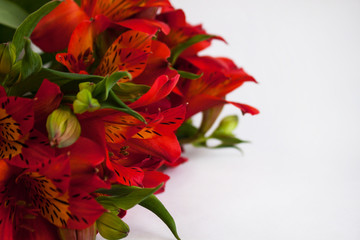 Bouquet of red Alstroemeria, Peruvian lily or Lily of the Incas flowers. White background isolated, copy space.