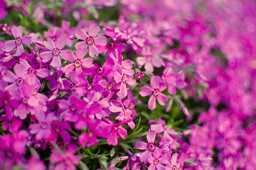 Little flowers blooming phlox pink with