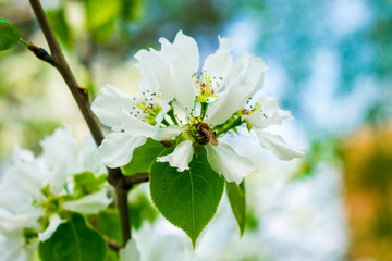 Apple blossom. A bee sits on an apple tree flower. Spring bloom. Spring.