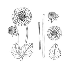 hand drawn dahlia flower. floral design element isolated on white background. stock vector illustration.