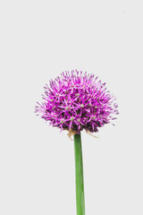 Chives with ball-shaped flower, isolated on white background. Purple Giant Allium.