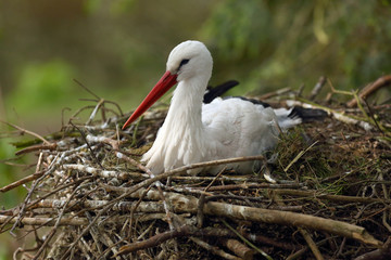The white stork (Ciconia ciconia), sitting on the nest. Breeding seazon for the stork.
