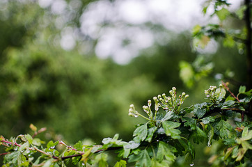 Young green leaves close-up outdoor spring