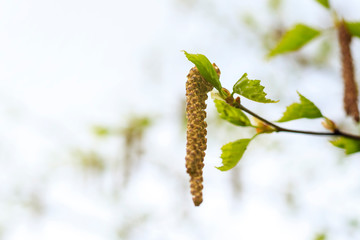 Spring. daylight. birch is just starting to blossom. there are earrings.