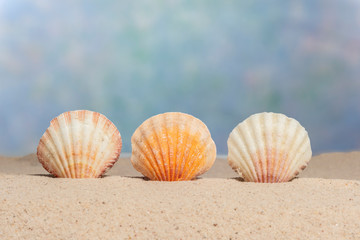 Three Sea Shells With Copy Space