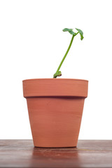 Young Plant in Clay Pot With White Background and Copy Space