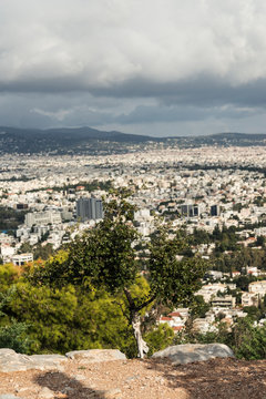 kermes oak evergreen on a mountain in the background of Athens