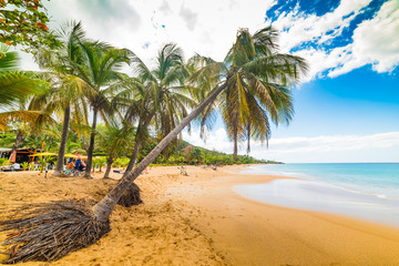 Golden sand and palm trees in La Perle beach in Guadeloupe