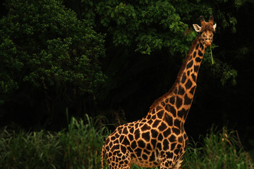 Fototapeta na wymiar giraffe in zoo