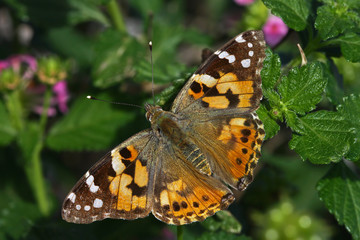Thorn Butterfly ;  Vanessa cardui