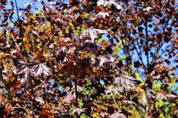 autumn leaves on a background of blue sky