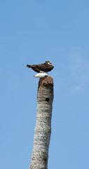 Osprey Perched atop old palm tree with large fish it caught at Merritt Island National Wildlife Refuge