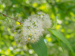 White flowers on the branches of bird cherry