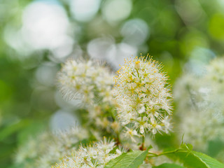 White flowers on the branches of bird cherry