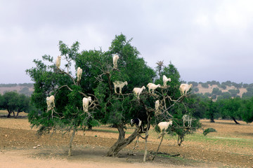 Morocco, Sidi Kaouki, goats climbing on argan tree