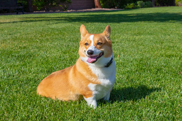 Photo of a Red Sable Pembroke Welsh Corgi Dog in grass.