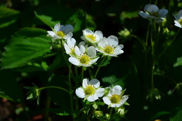 Beautiful white strawberry flowers in green leaves