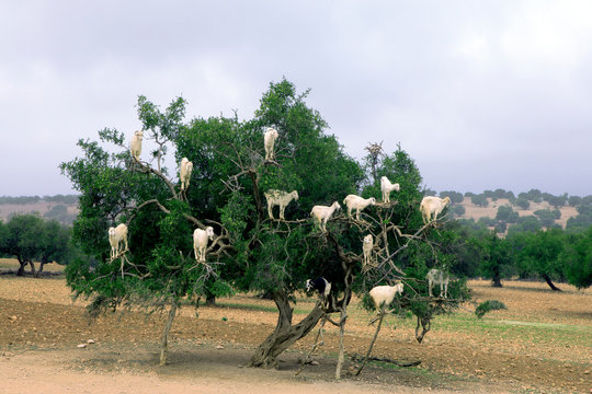 Morocco, Sidi Kaouki, goats climbing on argan tree