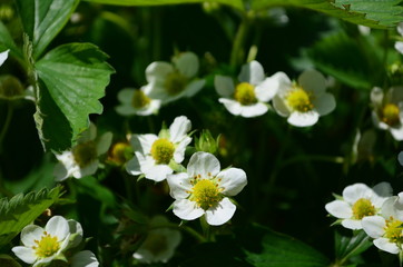 Beautiful white strawberry flowers in green leaves