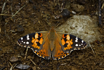 Thorn Butterfly ;  Vanessa cardui