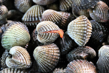 clams at the night market - Kota Kinabalu Sabah Borneo Malaysia Asia