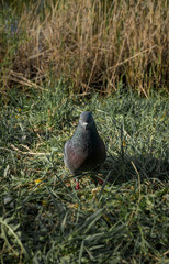 pigeon on grass