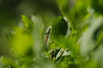 Dragonfly Pyrrhosoma nymphula