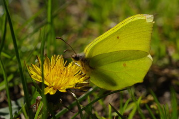 Gonepteryx rhamni butterfly common brimstone on milk thistle