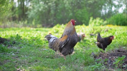 chicken and rooster farm, nature beautiful travel place, green world, bio food. Beautiful rooster in the summer.