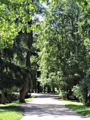 tree in the summer park