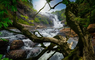 Fotobehang Jungle Aziatisch tropisch regenwoud met rivier en grote boom
