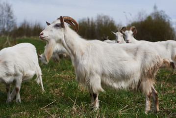 White goat on the farm. 