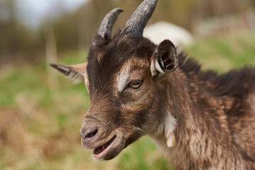 small  goat on the farm