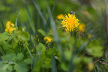One dandelion on the field close-up on a sunny day.