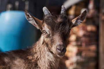 Small  goat on the farm.