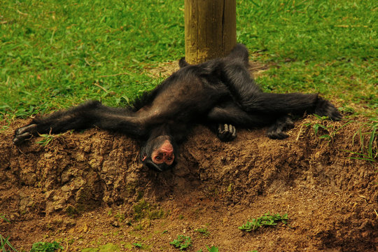 Monkey Hanging By The Tail