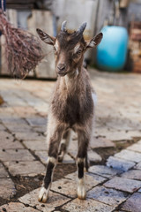 Small goat on the farm.