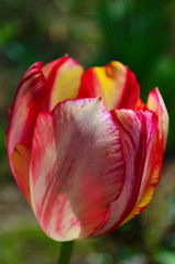 Motley red and yellow tulip flower close up