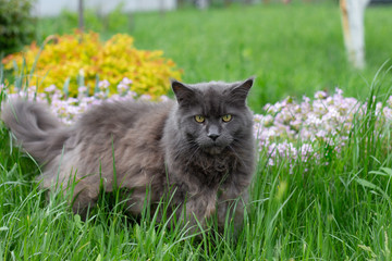 Naklejka na ściany i meble Pretty Blue Maine Coon cat walking through grass outside