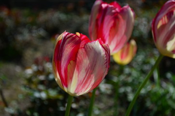 Motley red and yellow tulip flower close up