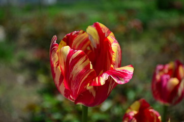 Motley red and yellow tulip flower close up